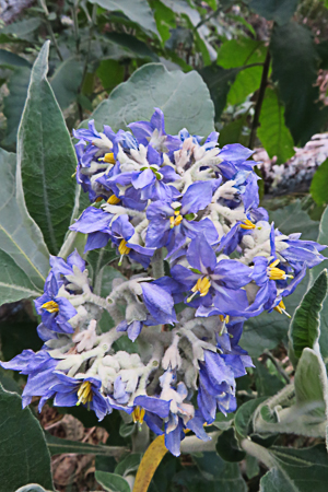 Solanum mauritianum ( nom local- Bringelier marron)